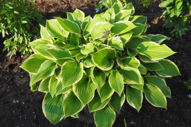 Hosta plantaginea, Asparagaceae familyasından bir çiçekli zambak türüdür. Çiçekli ev sahibi çalıları. Peyzaj ve bahçe tasarımı için süs bitkisi.