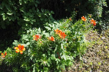 Lilium bulbiferum, turuncu zambak, Jimmy Bane, kaplan ve St. John Lily, Liliaceae 'ye ait, yeraltı ampulleri olan Avrupalı bitkisel zambaklardır. Kediler zambak zehirlenmesine karşı son derece hassastır..