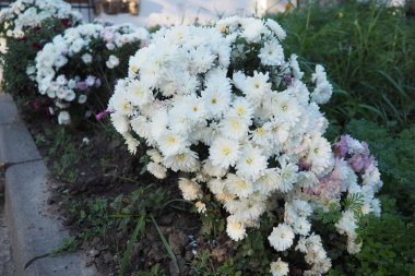 Asteraceae 'de sonbaharda çiçek açan kasımpatılar, anneler ya da kasımpatılar. Bahçecilik türleri ve tarikatlar. Bileşik infloresans çiçek başlıklarının dizilimidir..