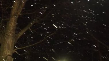 Büyük beyaz kar taneleri ve gece gökyüzüne düşen kar taneleri ve şehir parkındaki kuru yapraklı ağaçlar yeni yılı ve Noel ruhunu çağrıştırıyor. Sırbistan 'da kar ve rüzgar, kış havası