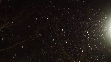 Büyük beyaz kar taneleri ve gece gökyüzüne düşen kar taneleri ve şehir parkındaki kuru yapraklı ağaçlar yeni yılı ve Noel ruhunu çağrıştırıyor. Sırbistan 'da kar ve rüzgar, kış havası