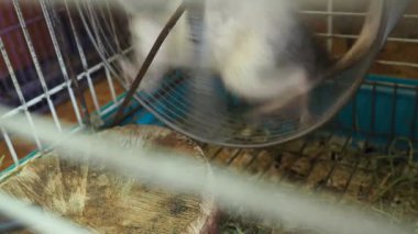 Degu ya da Şili sincabı Octodon degus, Şili 'ye özgü bir Güney Amerika kemirgenidir. Esaret altında, hayvan bir kafeste tutulur, tekerleğin üzerinde koşar ve durur ve izler.