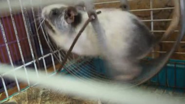 Degu ya da Şili sincabı Octodon degus, Şili 'ye özgü bir Güney Amerika kemirgenidir. Esaret altında, hayvan bir kafeste tutulur, tekerleğin üzerinde koşar ve durur ve izler.