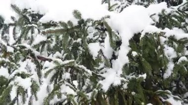 Yoğun tepe örtüsü altında karla kaplı köknar ağaçları. Sırbistan 'da kış fırtınası. Meteorolojik koşullar. İklim değişikliği. Hava tahmini. Kar yağışı, bulutlar ve kar kaplı bir kasırga. Kozalaklı orman.