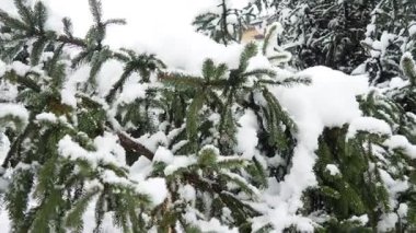 Yoğun tepe örtüsü altında karla kaplı köknar ağaçları. Sırbistan 'da kış fırtınası. Meteorolojik koşullar. İklim değişikliği. Hava tahmini. Kar yağışı, bulutlar ve kar kaplı bir kasırga. Kozalaklı orman.