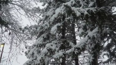 Yoğun tepe örtüsü altında karla kaplı köknar ağaçları. Sırbistan 'da kış fırtınası. Meteorolojik koşullar. İklim değişikliği. Hava tahmini. Kar yağışı, bulutlar ve kar kaplı bir kasırga. Kozalaklı orman.