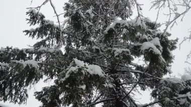 Yoğun tepe örtüsü altında karla kaplı köknar ağaçları. Sırbistan 'da kış fırtınası. Meteorolojik koşullar. İklim değişikliği. Hava tahmini. Kar yağışı, bulutlar ve kar kaplı bir kasırga. Kozalaklı orman.