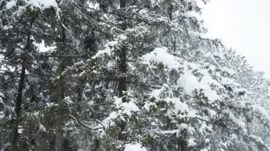 Yoğun tepe örtüsü altında karla kaplı köknar ağaçları. Sırbistan 'da kış fırtınası. Meteorolojik koşullar. İklim değişikliği. Hava tahmini. Kar yağışı, bulutlar ve kar kaplı bir kasırga. Kozalaklı orman.