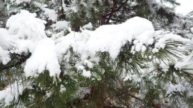 Yoğun bir gölgelik altında karla kaplı çam ağaçları. Sırbistan 'da kış fırtınası. Meteorolojik koşullar. İklim değişikliği. Hava tahmini. Kar yağışı, bulutlar ve kar kaplı bir kasırga. Kozalaklı park.