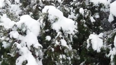Thuja, Thuya veya Yaşam Ağacı, selvi familyasındaki kozalaklı jimnastik cinsi Cupressaceae. Bahçecilik, süs bitkisi olarak kullanılır. Yoğun bir gölgelik altında karla kaplı çam ağaçları. Sırbistan 'da kış fırtınası