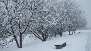 Karla kaplı ceviz ağaçları. Büyük bir tepe örtüsü. Kış fırtınası. İklim değişikliği. Hava tahmini. Kar bulutlu kasırga kar oluşumunu kaplıyor. Ceviz bitkisi Juglans Juglandaceae. Sremska Mitrovica Sırbistan