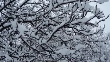 Karla kaplı ceviz ağaçları. Büyük bir tepe örtüsü. Kış fırtınası. İklim değişikliği. Hava tahmini. Kar bulutlu kasırga kar oluşumunu kaplıyor. Ceviz bitkisi Juglans Juglandaceae. Sremska Mitrovica Sırbistan