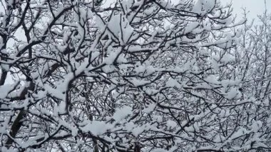 Karla kaplı ceviz ağaçları. Büyük bir tepe örtüsü. Kış fırtınası. İklim değişikliği. Hava tahmini. Kar bulutlu kasırga kar oluşumunu kaplıyor. Ceviz bitkisi Juglans Juglandaceae. Sremska Mitrovica Sırbistan