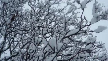 Karla kaplı ceviz ağaçları. Büyük bir tepe örtüsü. Kış fırtınası. İklim değişikliği. Hava tahmini. Kar bulutlu kasırga kar oluşumunu kaplıyor. Ceviz bitkisi Juglans Juglandaceae. Sremska Mitrovica Sırbistan