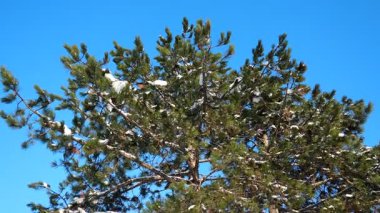 Karla kaplı çam ağaçları soğuk rüzgarda sallanıyor, mavi gökyüzüne karşı. Sırbistan 'da kış fırtınası. Meteorolojik koşullar. İklim değişikliği. Hava tahmini. Çam dolu bir şehir parkı ya da orman