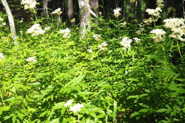 Filipendula ulmaria, genellikle çayırlarda yetişen Rosaceae familyasındaki uzun ömürlü otçul otlar olarak bilinir. Bitki hoş bir tat ve lezzete sahiptir. Karelya Taygası.