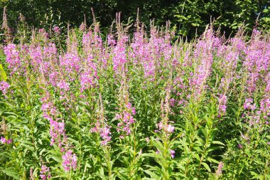 Fireweed Chamerion angustifolium, Onagraceae Evening Primrose familyasından bir bitki türü. Çayır tarlası. Bir Rüzgâr Fırtınası. Orzega, Karelia. Taiga Doğa. Pembe çiçekli Sally, ateş otu ya da Ivan çayı.