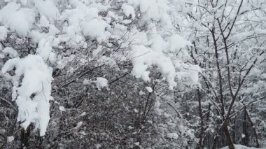 Karla kaplı ağaçlar ve çalılar. Büyük bir tepe örtüsü. Kış fırtınası. İklim değişikliği. Hava tahmini. Kar yağışı olan bir kasırga, karlar oluşumu kaplıyor. Güzel buz küpleri, buz sarkıtları veya kristaller. Srem, Sırbistan.