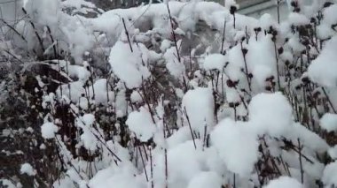 Suriyeli Hibiscus Bush 'un koyu dalları yoğun olarak beyaz, tüylü kar tabakalarıyla kaplı. Sakin, soğuk bir kış günü. Dalların tepesinde kar birikti, yuvarlak ve yumuşak şekiller yarattı.