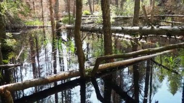 Kunduz etkinliği olarak Orzega Nehri, Karelia 'da sel baskını. Kunduzlar Yırtıcılara Karşı Kunduz Barajı tarafından dikildi. Tayga Spruce Ormanı. Paslı Su. Baraj Malzemeleri Ahşap, Dallar, Yapraklar, Çamur, Çamur, Çamur