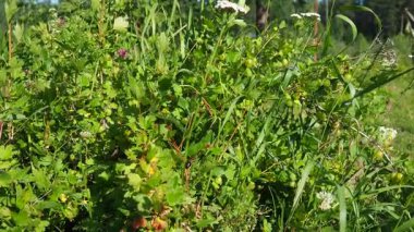 Ribes uva-crispa, Bektaşi üzümü veya Avrupa Bektaşi üzümü, çiçek açan çalıların türleri. Grossulariaceae ailesine ait, üzümler ve üzümler de dahil. Yenilebilir meyve. Karelya 'da bahçıvanlık.