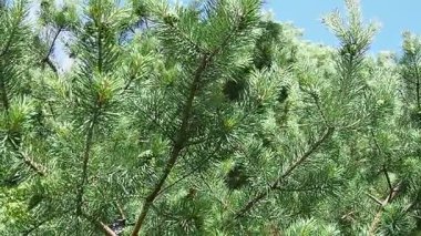 Çam dalları rüzgarda sallanıyor. Pinus Pine, kozalaklı kozalaklı ağaç ve çam ağacında çalılık cinsi. Kazara otlatma sırasında çam dallarının titreşimleri. Karelia 'daki Taiga Biomu. Yavaş Hareket.