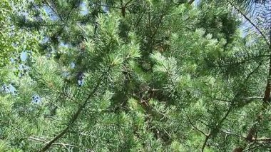 Çam dalları rüzgarda sallanıyor. Pinus Pine, kozalaklı kozalaklı ağaç ve çam ağacında çalılık cinsi. Kazara otlatma sırasında çam dallarının titreşimleri. Karelia 'daki Taiga Biomu. Yavaş Hareket