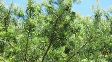 Çam dalları rüzgarda sallanıyor. Pinus Pine, kozalaklı kozalaklı ağaç ve çam ağacında çalılık cinsi. Kazara otlatma sırasında çam dallarının titreşimleri. Taiga Biomu Karelia, Orzega 'da.