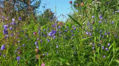 Karelia Taiga Biomu 'nun dingin güzelliği, canlı mavi ve mor çayır çiçekleri hafif meltemde hafifçe sallanıyor. Bu resim sahnesinde doğa sakinliği ve çarpıcı renkler sergileniyor.