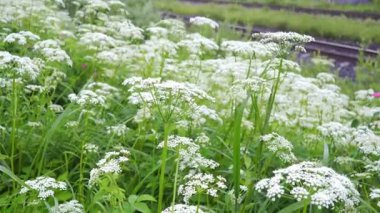 Aegopodyum Podagraria, Yer Yaşlısı, Çiçekli Havuç Ailesi Apiaceae Gölgede Büyür. Herb Gerard, Bishop Weed, Goutweed, Gout Wort, Snow-in-the-Mountain, English Masterwort ve Wild Masterwort