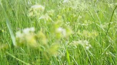 Kendinizi bu huzurlu videoya daldırın, güneşli bir çayırda yavaş bir kamera yürüyüşü, renkli ve beyaz çiçeklerin güzelliğini ve meltemli yaz havasının yumuşak fısıltısını gösteren