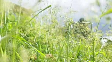 Narin Kamera Hareketi ile Yaz Sahası 'nın Huzuru' nu Yaşamın Çimenler, Çiçekler ve Doğanın Ortasında Zaman Zaman Çırpınan Kelebek 'in Zenginliğini Ortaya Çıkarma Hareketi. Yavaş Hareket