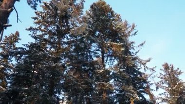 Kış karlı orman. Kamerayı tepeden tırnağa çeviriyor. Kozalaklı Tayga ekolojik biyolojisi. Yüzlerce yıllık uzun çam ve çam ağaçları. Düşen gövde, olgun ormanın yerine genç bir orman.