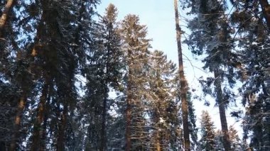 Kış karlı orman. Kamerayı tepeden tırnağa çeviriyor. Kozalaklı Tayga ekolojik biyolojisi. Yüzlerce yıllık uzun çam ve çam ağaçları. Düşen gövde, olgun ormanın yerine genç bir orman.