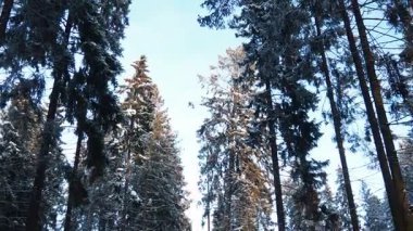 Kış karlı orman. Kamerayı tepeden tırnağa çeviriyor. Kozalaklı Tayga ekolojik biyolojisi. Yüzlerce yıllık uzun çam ve çam ağaçları. Düşen gövde, olgun ormanın yerine genç bir orman.