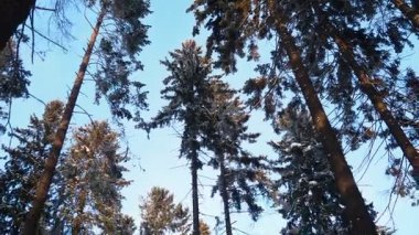 Kış karlı orman. Kamerayı tepeden tırnağa çeviriyor. Kozalaklı Tayga ekolojik biyolojisi. Yüzlerce yıllık uzun çam ve çam ağaçları. Düşen gövde, olgun ormanın yerine genç bir orman.