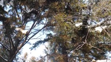 Kış karlı orman. Karelia. Yukarıdan aşağıya. Kozalaklı Tayga ekolojik biyolojisi. Yüzlerce yıllık uzun çam ve çam ağaçları. Düşen gövde, olgun ormanın yerine genç bir orman.