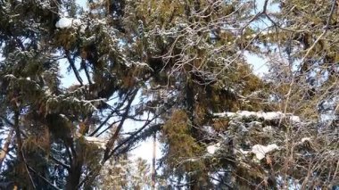 Karlı Kış Spruce Kozalaklı Tayga Ormanı. Soğukta Karelia. Karla kaplı asırlık Noel Ağaçları. Tepeden tırnağa. Mavi Antiklonik Gökyüzünün Arkaplanına Karşı Spruce. Ateş