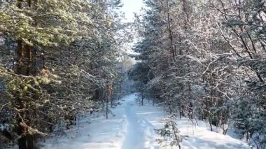 Karla kaplı büyüleyici bir kozalaklı ormanda dolaşmak. Ladin, köknar ve çam ağaçları yükselir, donla süslenmiş dallar. Bu sakin kış manzarası sükuneti davet ediyor. Doğada yürümek