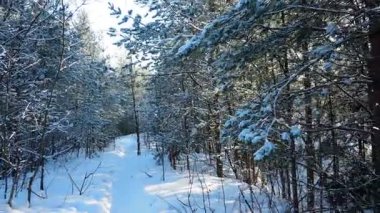Parlak kış güneşinin altında, taze karla örtülü, ladin, çam ve çam ağaçlarının olduğu Karelya 'nın sakin tayga ormanlarında seyahat edin. Kuzey Ormanı 'nda yürüyen yayalar.