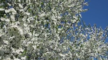 Sersemletici vahşi kiraz çiçeklerinin çiçek açmasına tanık olun. Parlak mavi gökyüzüne karşı manzarayı beyaza boyuyorlar. Bahar gelir narin güzelliklerini ve kokularını uyandırır..