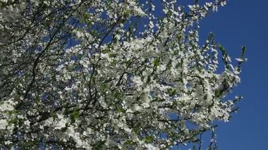 Parlak mavi bir gökyüzünün altında hafif bir esintide sallanan büyüleyici kiraz çiçeklerini keşfedin. Narin taç yaprakları büyüleyici bir doğa güzelliği sergiliyor..
