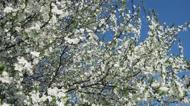 Parlak beyaz kiraz çiçekleri çarpıcı mavi gökyüzüne doğru fışkırarak nefes kesici bir manzara yaratır. Yumuşak meltemleri izle narin yaprakları sallarken, bahar gelişini kutlarken.