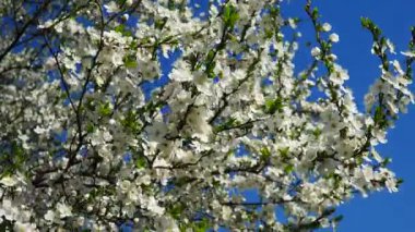 Sıcak güneşin altında açan canlı kiraz çiçeklerini, narin meltemde dans eden narin çiçeklerini hisset. Doğa sanatı çarpıcı detaylarla gözler önüne seriliyor..