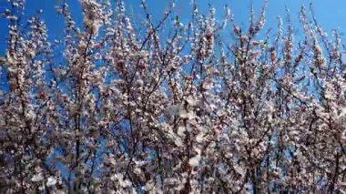 Çiçek açan kiraz ağaçları parlak mavi gökyüzüne doğru uzanıyor narin pembe çiçekleri hafif bahar esintisinde dans ediyor. Doğa hayat dolu bir şekilde uyanır..