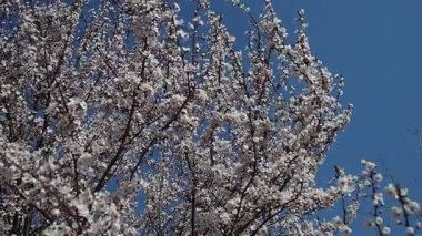 Kiraz ağaçları canlı çiçeklere dönüşerek havayı tatlı bir kokuyla doldurur. Beyaz yapraklar hafif esintide dans ediyor, açık gökyüzüne karşı pitoresk bir sahne yaratıyor..