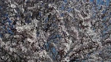 Kiraz ağaçları çiçek açan çiçeklerin nefes kesici bir görüntüsüne dönüşür. Yumuşak beyaz yapraklar hafif meltemde çırpınarak bahar neşesinin büyülü atmosferini yaratır..