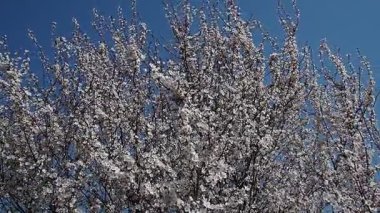 Çiçek açan kiraz ağaçları, narin pembe ve beyaz yaprakları gün ışığında parıldıyor. Doğa renk ve yaşamla uyanır, herkesi bu nefes kesici manzaranın tadını çıkarmaya davet eder..