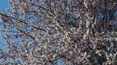 Kiraz ağaçları narin çiçeklerle açarken baharın büyüsüne tanık olun. Güneş ışığı ağaçların arasından süzülerek büyüleyici bir renk ve koku halısı oluşturuyor..