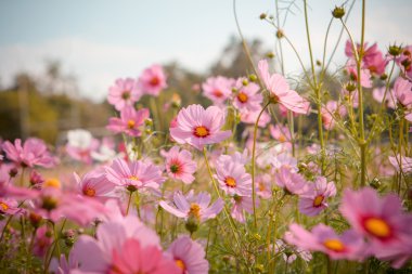 Cosmos çiçek çiçek bahçesinde